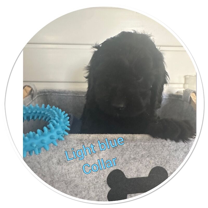 F1 cockapoo boys available for sale in Ely, Cambridgeshire