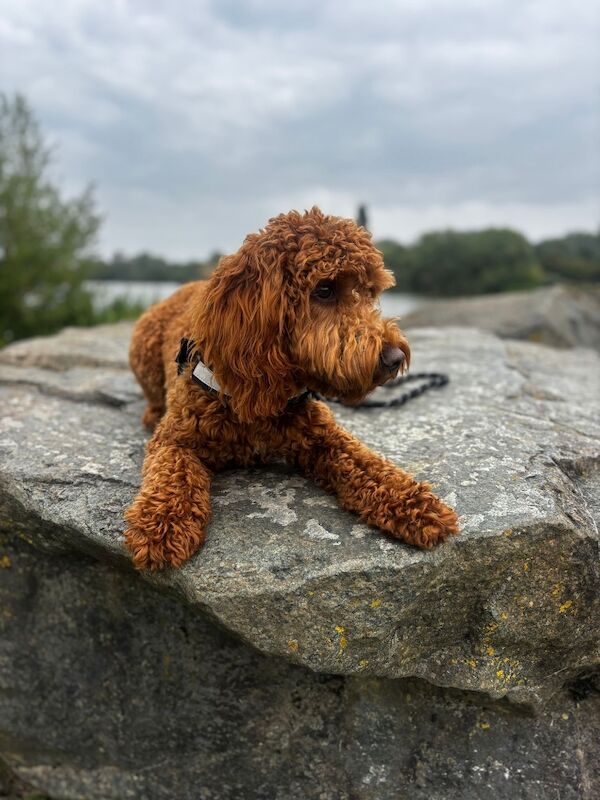 Cockapoo puppies for sale in Leicester, Leicestershire – 11 months old - Image 2 of 8
