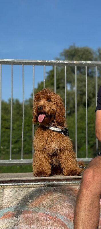 Cockapoo puppies for sale in Leicester, Leicestershire – 11 months old - Image 3 of 8