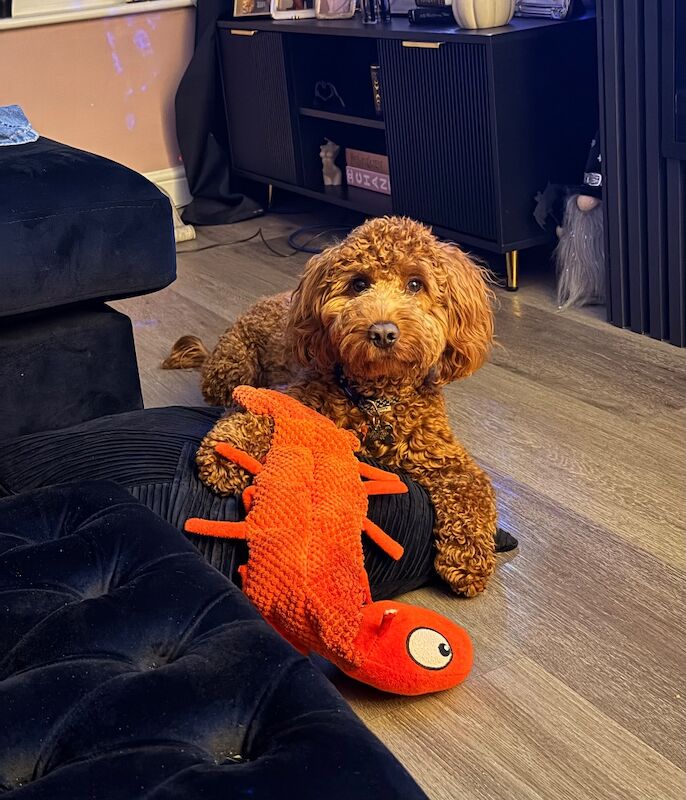 Cockapoo puppies for sale in Leicester, Leicestershire – 11 months old - Image 4 of 8
