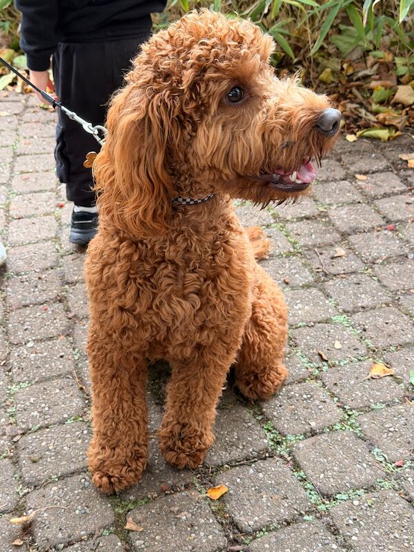 Cockapoo puppies for sale in Leicester, Leicestershire – 11 months old - Image 5 of 8
