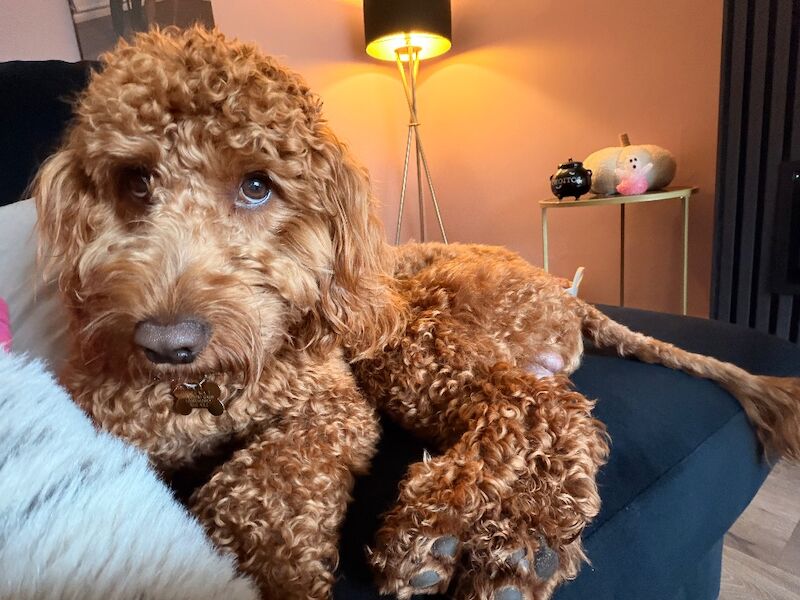 Cockapoo puppies for sale in Leicester, Leicestershire – 11 months old - Image 7 of 8