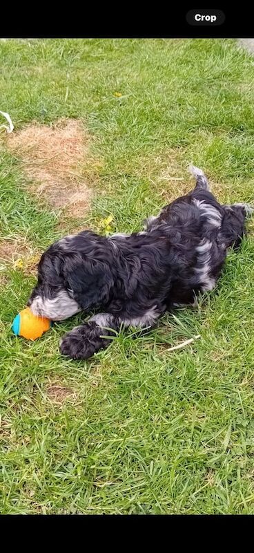 F1 cockapoo girls 1 black 1 mearle for sale in Larkhall, Lanarkshire | Image 2