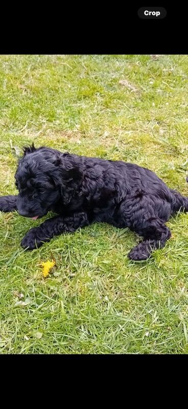 F1 cockapoo girls 1 black 1 mearle for sale in Larkhall, Lanarkshire | Image 3