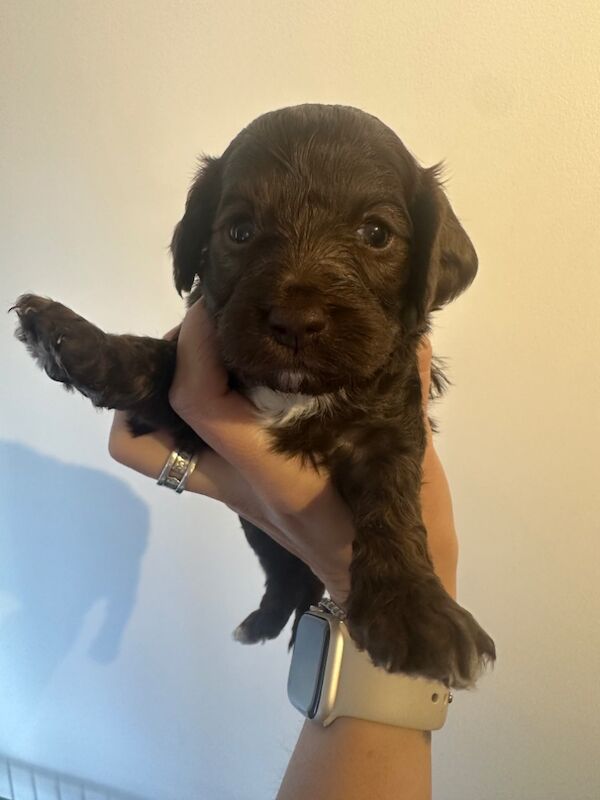 Cockapoo puppies for sale in Verwood, Dorset – 4 weeks old - Image 12 of 14