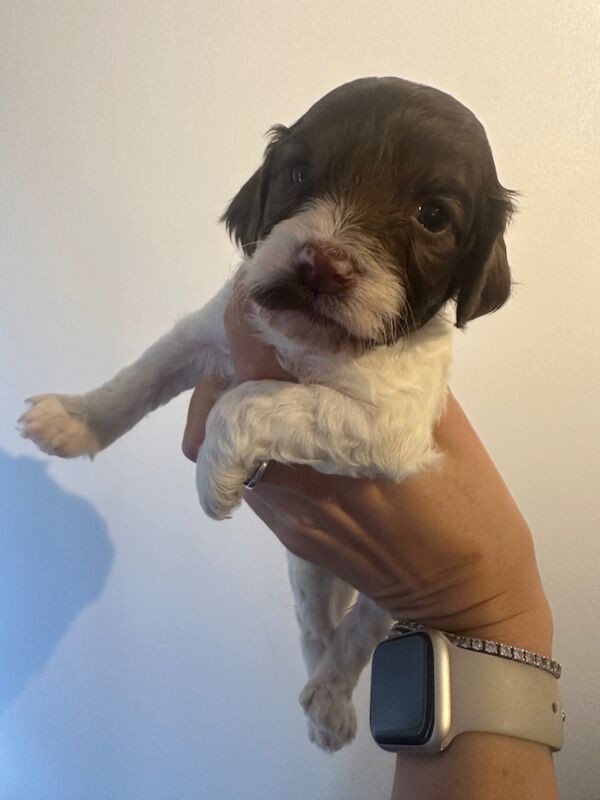 Cockapoo puppies for sale in Verwood, Dorset – 4 weeks old - Image 13 of 14