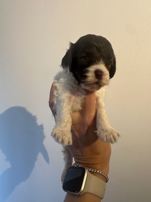 Cockapoo puppies for sale in Verwood, Dorset – 4 weeks old - Image 14 of 14