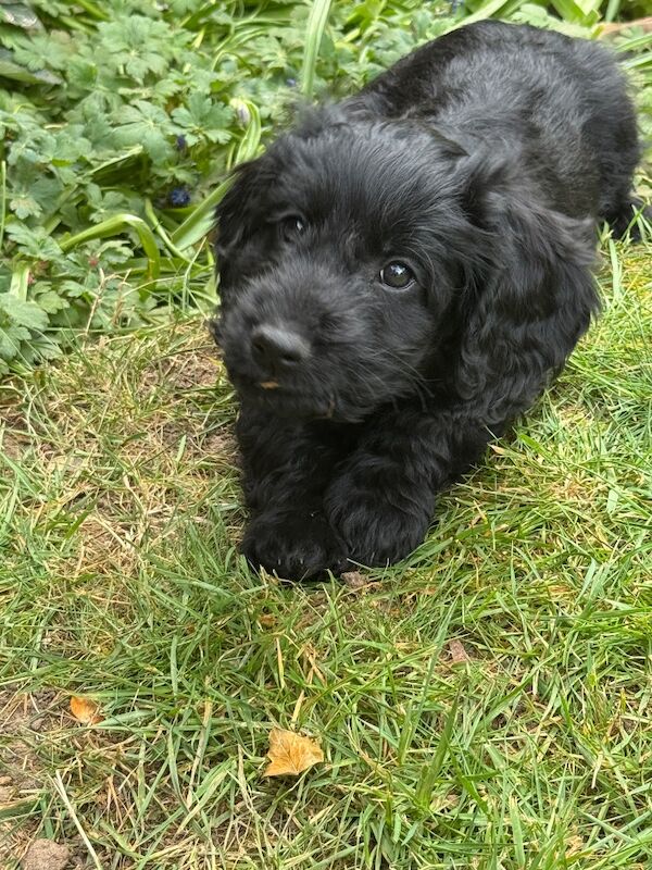 F1 cockapoo puppies * 1 left *