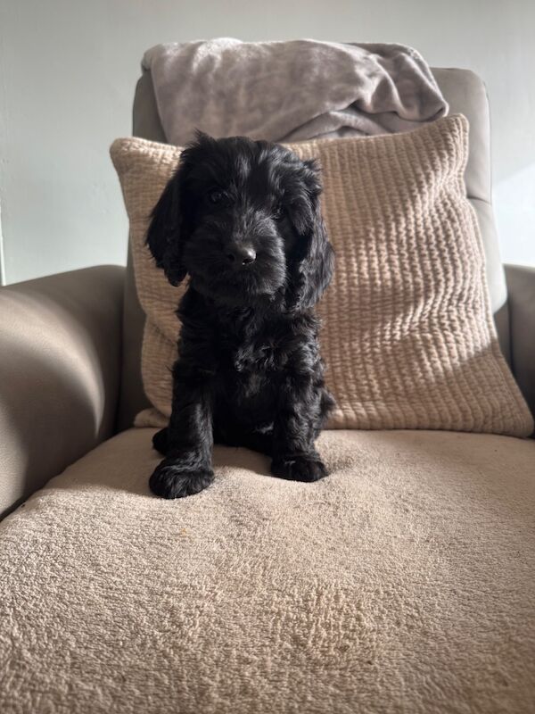 F1 cockapoo puppies * 1 left * - Image 2 of 4