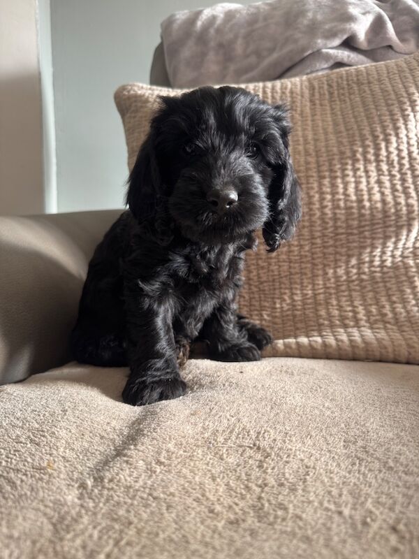 F1 cockapoo puppies * 1 left * - Image 3 of 4