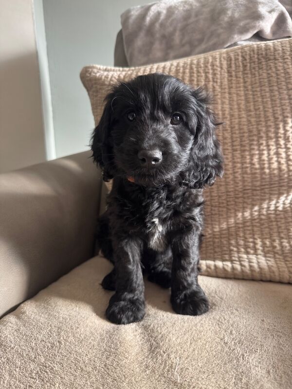 F1 cockapoo puppies * 1 left * - Image 4 of 4