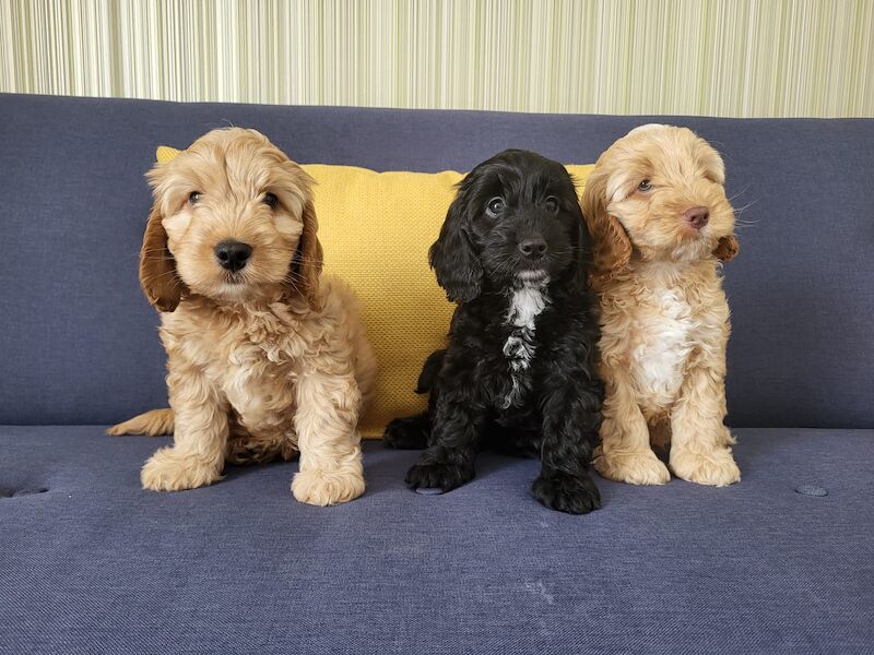 F1 Cockapoo Puppies for sale in Newmarket, Suffolk - Image 1