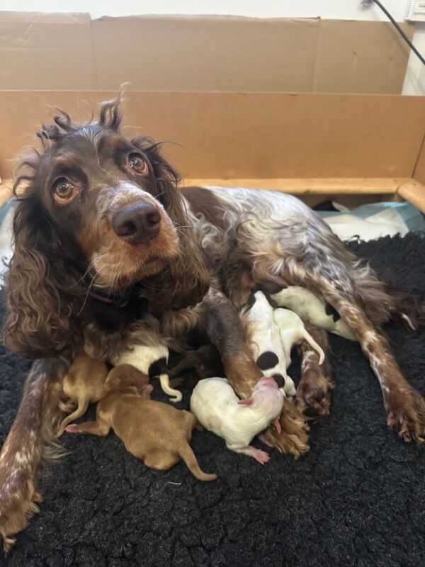 Cockapoo puppies for sale in Verwood, Dorset – 1 week old