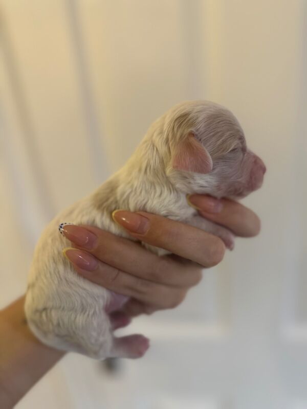 Cockapoo puppies for sale in Verwood, Dorset – 2 weeks old - Image 2 of 11