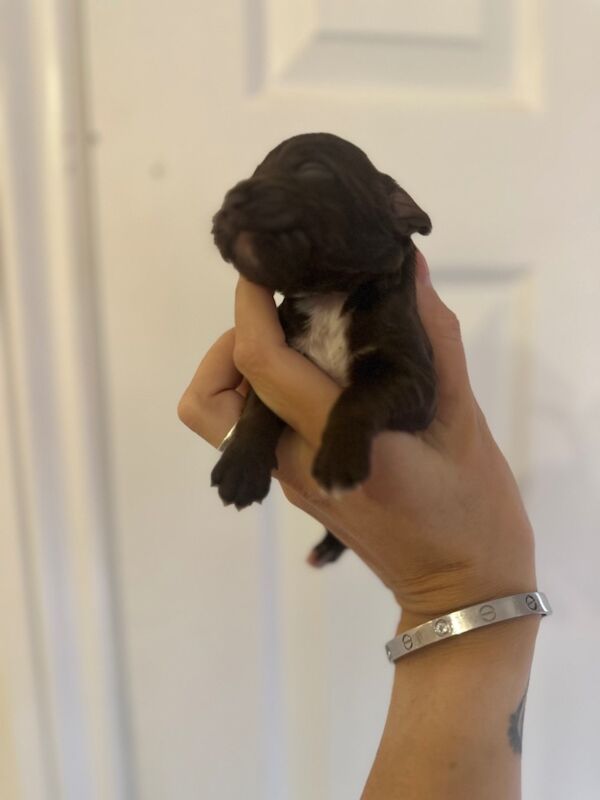 Cockapoo puppies for sale in Verwood, Dorset – 2 weeks old - Image 4 of 11