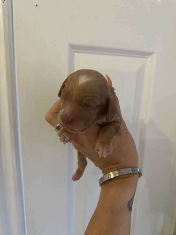Cockapoo puppies for sale in Verwood, Dorset – 2 weeks old - Image 5 of 11