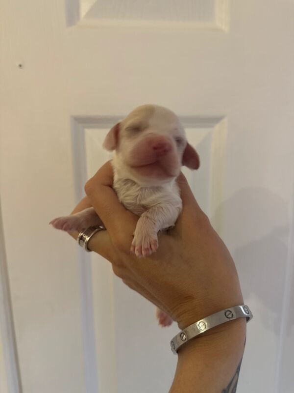 Cockapoo puppies for sale in Verwood, Dorset – 2 weeks old - Image 6 of 11