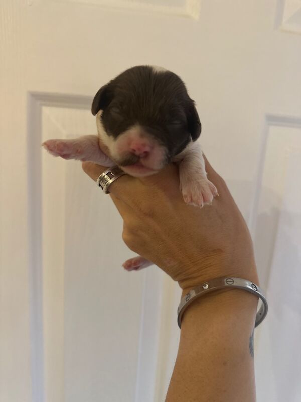 Cockapoo puppies for sale in Verwood, Dorset – 2 weeks old - Image 7 of 11