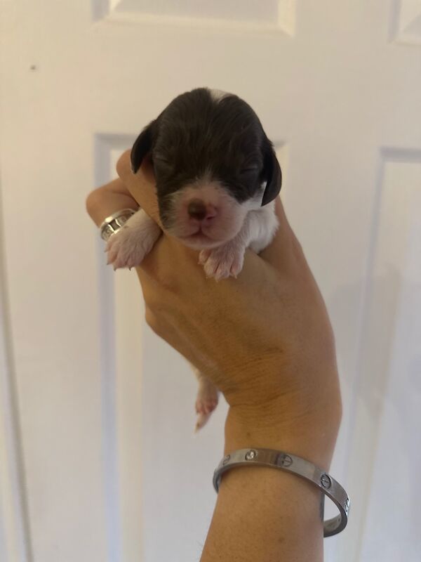 Cockapoo puppies for sale in Verwood, Dorset – 2 weeks old - Image 8 of 11