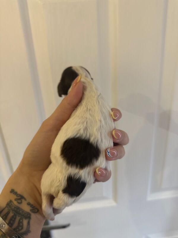 Cockapoo puppies for sale in Verwood, Dorset – 2 weeks old - Image 9 of 11