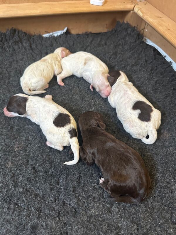 Cockapoo puppies for sale in Verwood, Dorset – 2 weeks old - Image 11 of 11