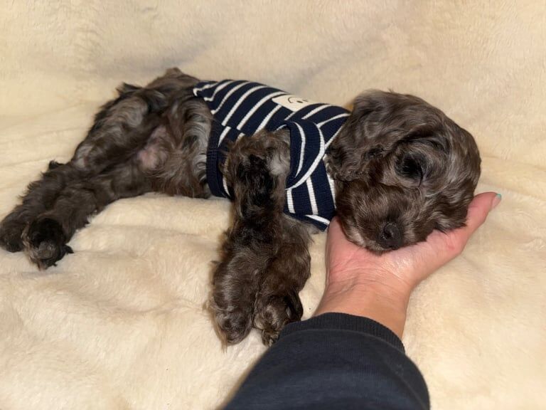 Cockapoo puppies for sale in Shiremoor, Tyne And Wear – 1 year old - Image 2 of 3