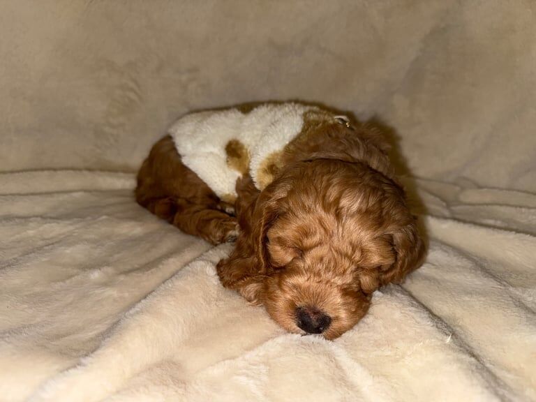 Cockapoo puppies for sale in Shiremoor, Tyne And Wear – 1 year old - Image 3 of 3