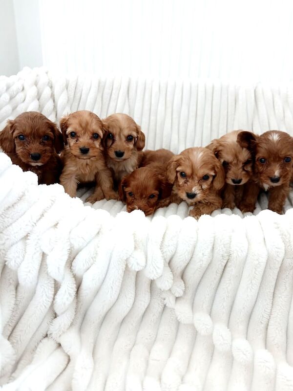 Cockapoo puppies for sale in Basildon, Essex – 10 months old - Image 2 of 3