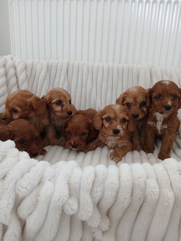Cockapoo puppies for sale in Basildon, Essex – 10 months old - Image 3 of 3