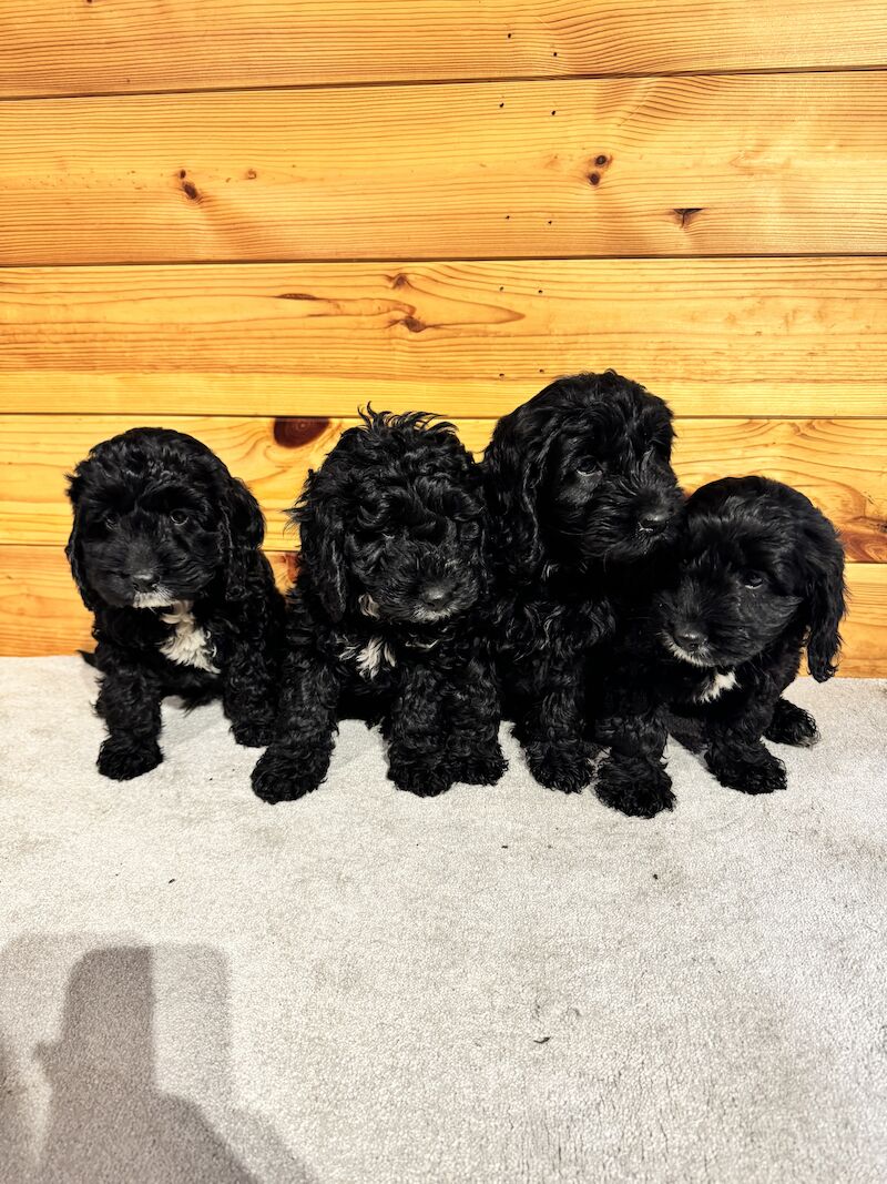 F1 cockapoo puppies for sale in Maidenhead, Berkshire