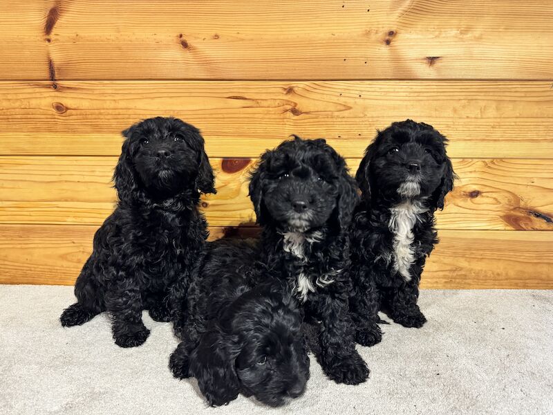 F1 cockapoo puppies for sale in Maidenhead, Berkshire - Image 3