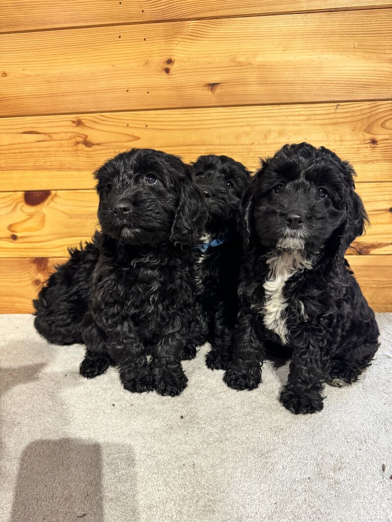 F1 cockapoo puppies for sale in Maidenhead, Berkshire - Image 5