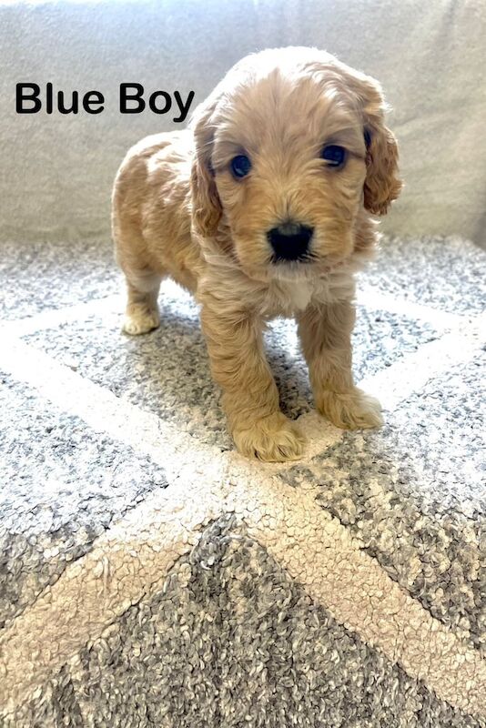 F1 cockapoo puppies for sale in Kelty, Fife - Image 3