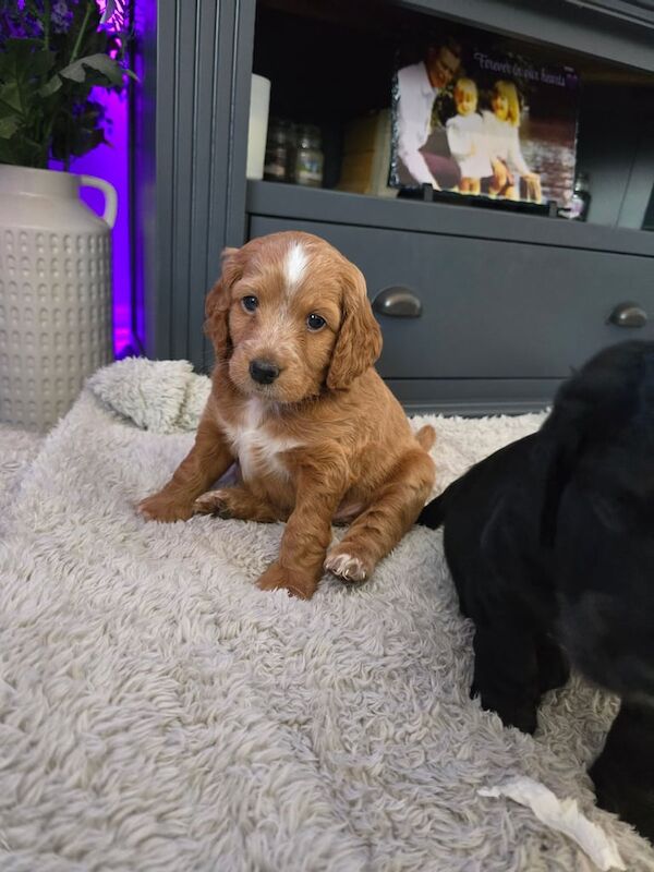 F1 cockapoo puppies for sale in Norwich, Norfolk