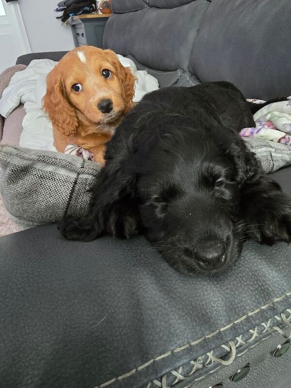 F1 cockapoo puppies for sale in Norwich, Norfolk | Image 2