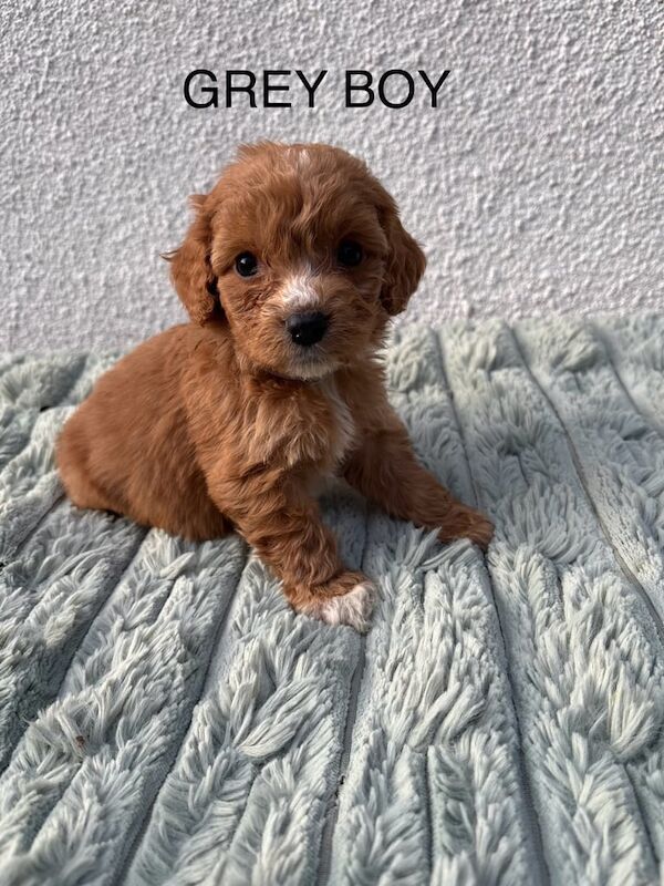 F1 cockapoo puppies for sale in Woodthorpe, Nottinghamshire