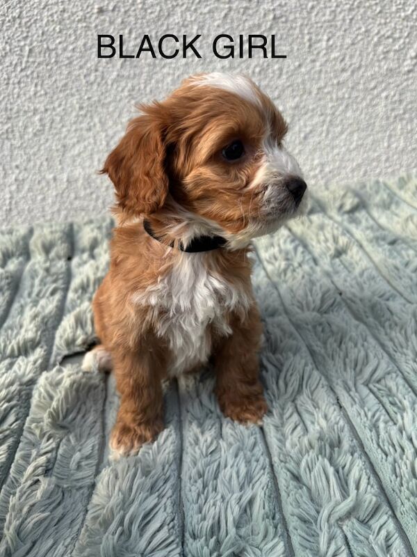 F1 cockapoo puppies for sale in Woodthorpe, Nottinghamshire - Image 2