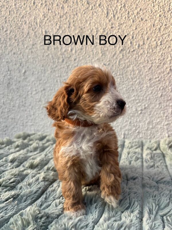F1 cockapoo puppies for sale in Woodthorpe, Nottinghamshire | Image 3