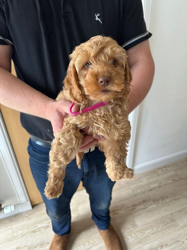 f1 cockapoo puppies for sale in Banchory, Kincardineshire