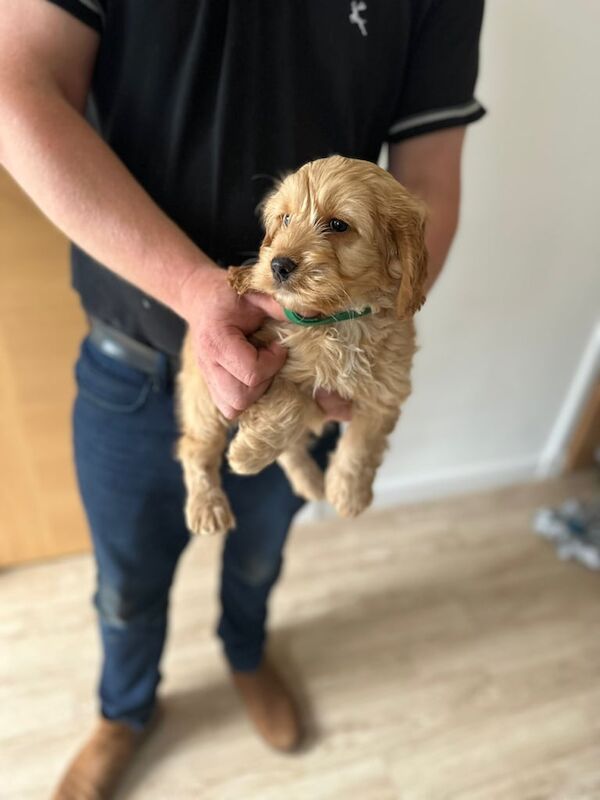 f1 cockapoo puppies for sale in Banchory, Kincardineshire - Image 2