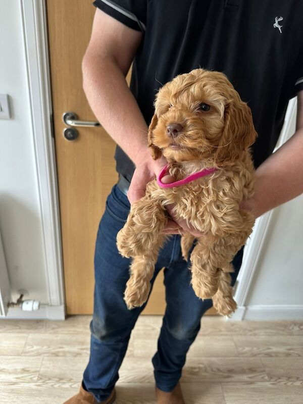 f1 cockapoo puppies for sale in Banchory, Kincardineshire | Image 3