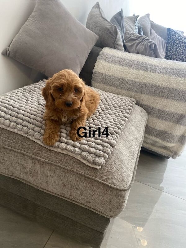 Cockapoo puppies for sale in Swansea / Abertawe, West Glamorgan – 11 weeks old - Image 1 of 3