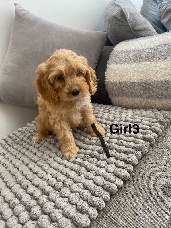 Cockapoo puppies for sale in Swansea / Abertawe, West Glamorgan – 11 weeks old - Image 2 of 3