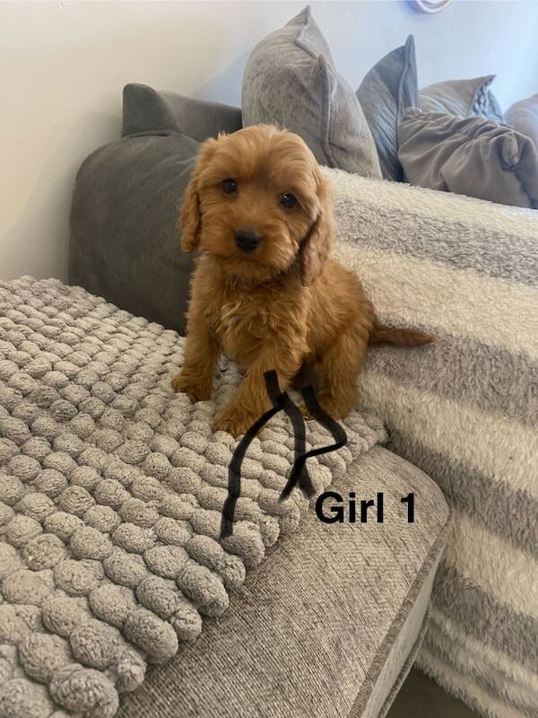 Cockapoo puppies for sale in Swansea / Abertawe, West Glamorgan – 11 weeks old - Image 3 of 3