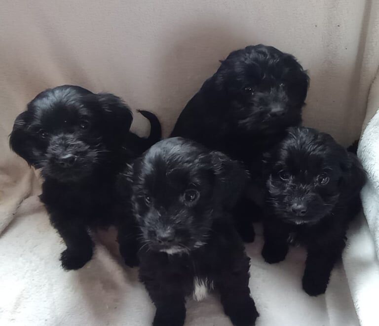 Cockapoo puppies for sale in Romford, Greater London – 11 weeks old - Image 2 of 3