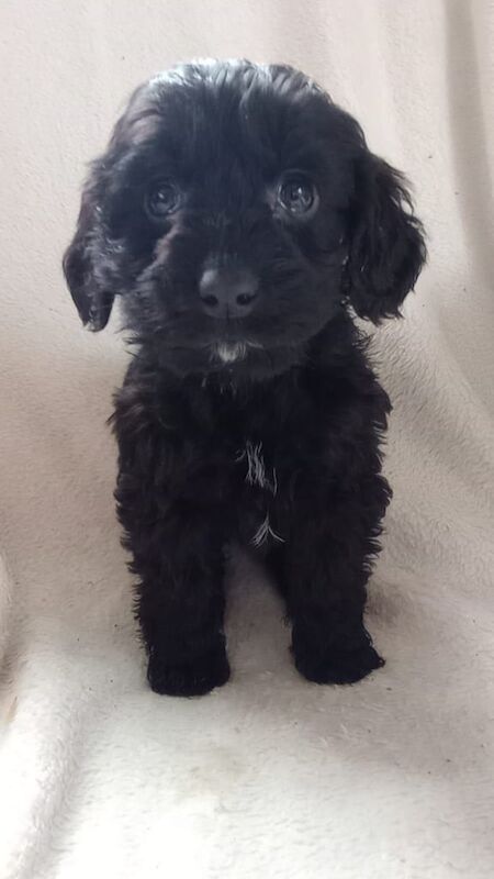 Cockapoo puppies for sale in Romford, Greater London – 11 weeks old - Image 3 of 3