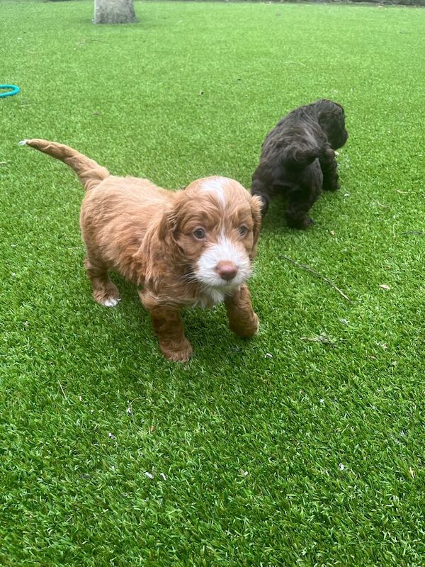Cockapoo puppies for sale in Rochdale, Greater Manchester – KC registered, 6 weeks old