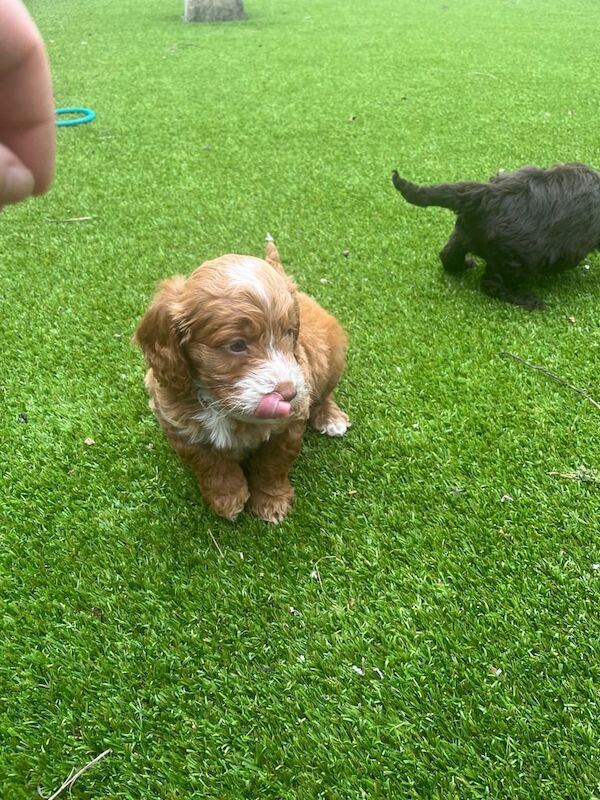 Cockapoo puppies for sale in Rochdale, Greater Manchester – KC registered, 6 weeks old - Image 2 of 3