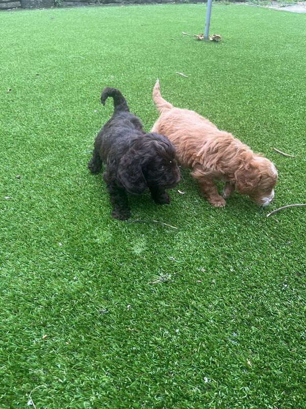 Cockapoo puppies for sale in Rochdale, Greater Manchester – KC registered, 6 weeks old - Image 3 of 3