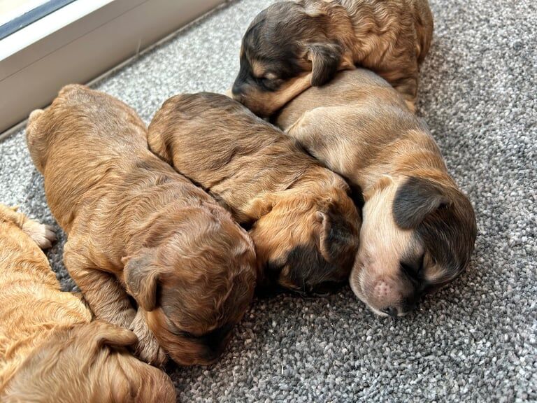 Cockapoo puppies for sale in Fareham, Hampshire – 2 weeks old